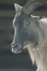 ヒマラヤタール