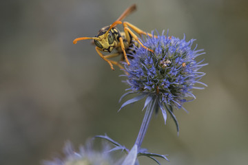 yellowjacket sitting on flower, close-up