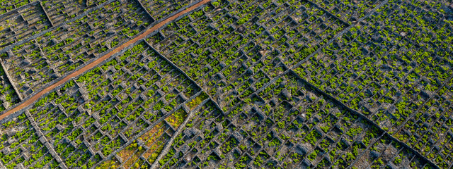 Aerial image showing typical vineyard culture (viticulture) landscape of Pico Island at Cria&ccedil;&atilde;o Velha and Candel&aacute;ria, Madalena.