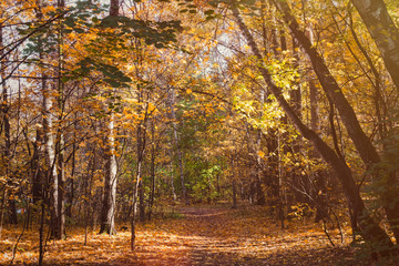Path in autumn forest in sunny day. Fall nature. Selective focus.