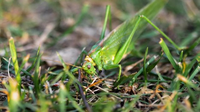 Big green locust female lays eggs