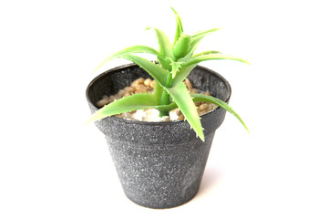 Potted plastic plants and flowers for decorations. Container made of aluminium, plastic, ceramic as well as clay. Plants include Cactus, cacti, beautiful green leaves and red flowers.