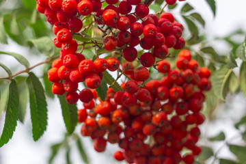 Bunches of rowan berries (mountain ash) hanging from a tree