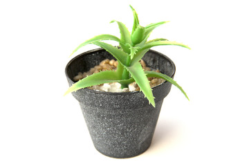 Potted plastic plants and flowers for decorations. Container made of aluminium, plastic, ceramic as well as clay. Plants include Cactus, cacti, beautiful green leaves and red flowers.