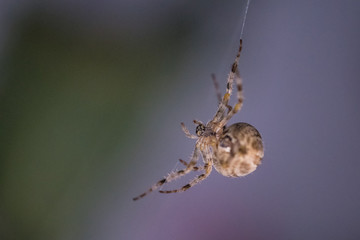 cross spider web, close-up
