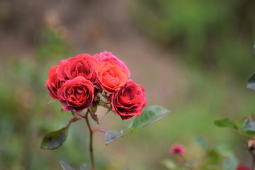 Kerala Rose Garden