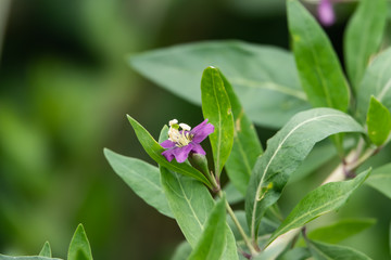 Goji Flowers in Bloom in Springtime