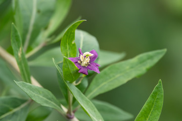 Goji Flowers in Bloom in Springtime
