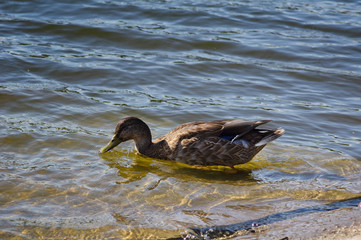 Duck near shore in the water