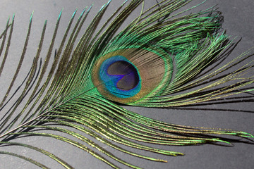 colofrul beautiful exotic bright elegant peacock feather on black background