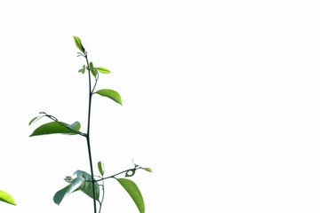 Top view tropical plant leaves with branches on white isolated background for green foliage backdrop 