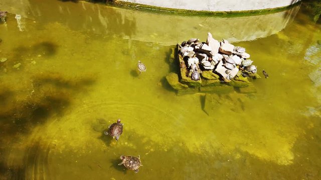 Turtles family swimming in the city fountain