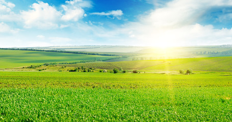 Green field and blue sky with light clouds. Wide photo.