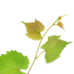 Grapevine and leaves isolated on white background.