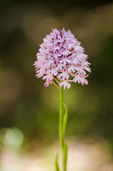 Pyramidal orchid, Anacamptis pyramidalis, orchis, wild orchids, Andalusia, Spain