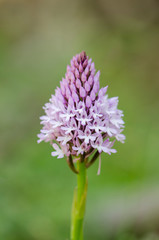 Pyramidal orchid, Anacamptis pyramidalis, orchis, wild orchids, Andalusia, Spain