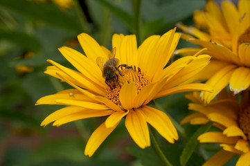 Fototapeta Pszczoła pracuje w kwiecie zbierając pyłek obraz