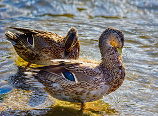  Two ducks near shore in the water