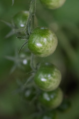 fresh green cocktail tomatoes in the garden