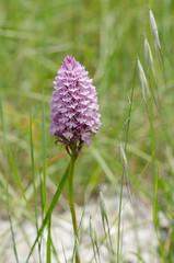 Pyramidal orchid, Anacamptis pyramidalis, orchis, wild orchids, Andalusia, Spain