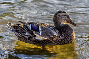 Duck  near shore in the water