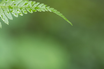 Spitze eines Farnblattes mit Regentropfen im oberen Bilddrittel vor unscharfem, grünlichem Hintergrund