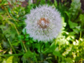 dandelion on background of green grass