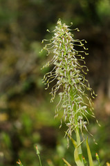 Lizard orchid, Himantoglossum hircinum, inflorescence, wild orchid, Andalusia, Spain