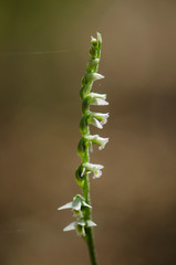 Autumn lady's-tresses, spiranthes spiralis wild orchid in Andalusia, Southern Spain
