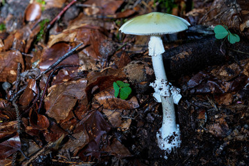 Schönes Exemplar des tödlich giftigen grünen Knollenblätterpilzes als Detailaufnahme