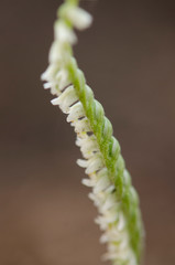Autumn lady's-tresses, spiranthes spiralis, wild orchid, Flowering in Autumn, Andalusia, Spain.