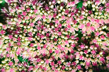Fototapeta premium White red inflorescence Sedum in the garden.