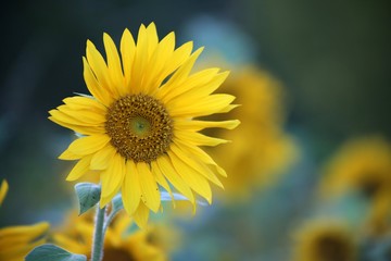 Sunflower close-up
