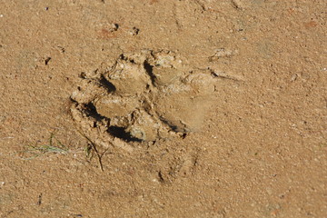 Dog Paw Print