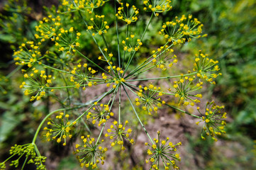 Yellow inflorescence of dill in the garden.