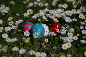Easter eggs in daisy flowers.