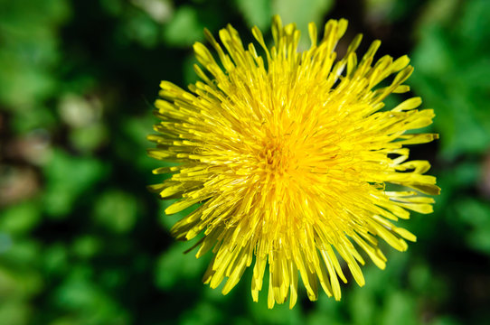 Top view yellow dandelion flower on a blurred background of green grass.
