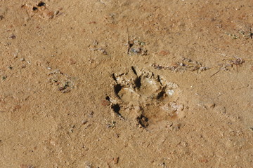 Wolf Foot Print