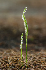 Autumn lady's-tresses, spiranthes spiralis, wild orchid, Flowering in Autumn, Andalusia, Spain.