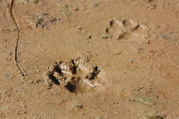 Wold Foot Prints in Sand 