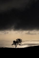 Amazing tree silhouette in a strong black contrast with early morning sunlight reflecting on the water of the Atlantic Ocean in the background at the northcoast of Sao Miguel.
