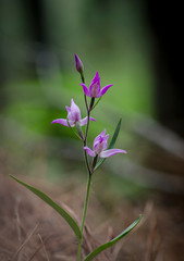 Red helleborine, Cephalanthera rubra, wild orchid, Andalusia, Spain.