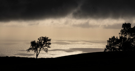 Amazing tree silhouette in a strong black contrast with early morning sunlight reflecting on the water of the Atlantic Ocean in the background at the northcoast of Sao Miguel.