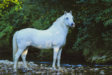 Weißes Pferd im Grünen