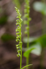Gennaria diphylla, Two-leaved, Two leaved Gennaria orchid, Andalusia, Spain
