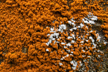 Colorful orange lichen (xanthoria) fouling overgrowing ruins and abandoned buildings in Sao Miguel