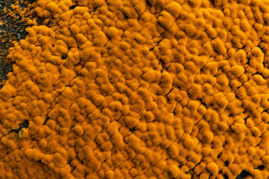 「Xanthoria」の画像 1,010 件の Stock 写真、ベクターおよびビデオ Adobe Stock