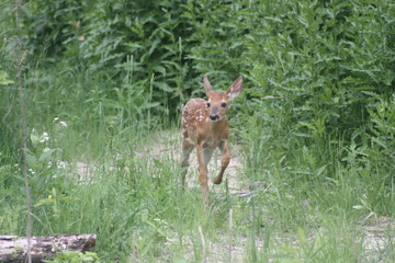 Walking Fawn 