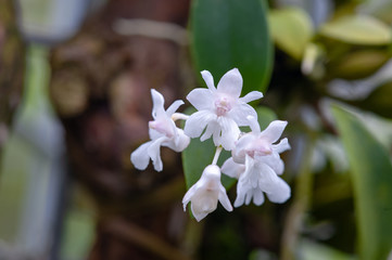 Dendrobium aberrans orchid in a greenhouse