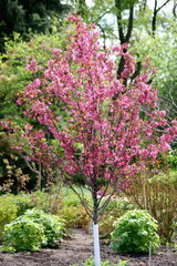 Obraz premium Flowering Tree 
